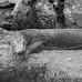 dragon_komodo_lbrs_rinca_h_0137_kom1812_bw.jpg